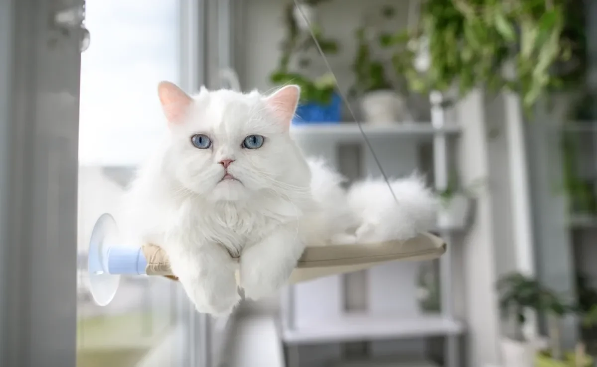 Estudos apontam que o gato branco tem maiores chances, sim, de nascer surdo