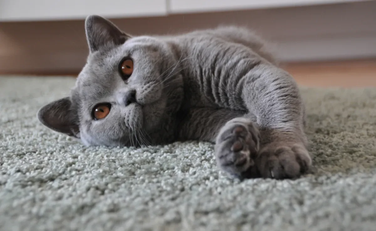 O gato de Pelo Curto Inglês tem vários atributos 