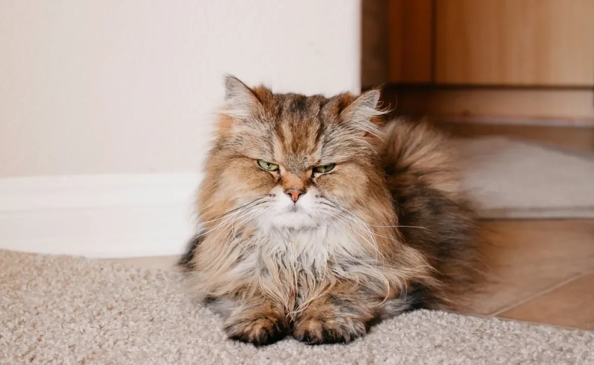 Um gato estressado normalmente tem mudanças de comportamento