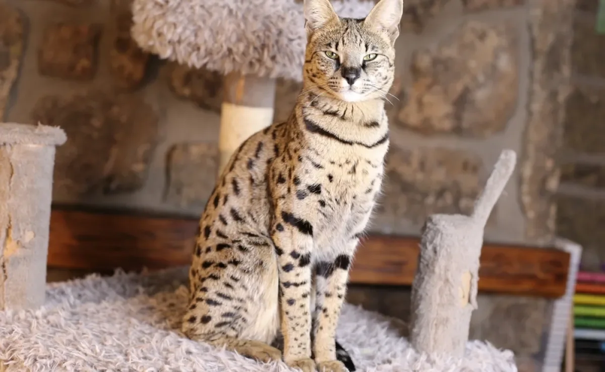 O gato Savannah é uma raça híbrida com 5 gerações diferentes