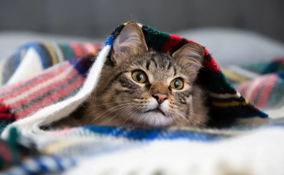 O gato sente frio sempre que a temperatura abaixa demais, e o tutor deve saber como aquecer o pet