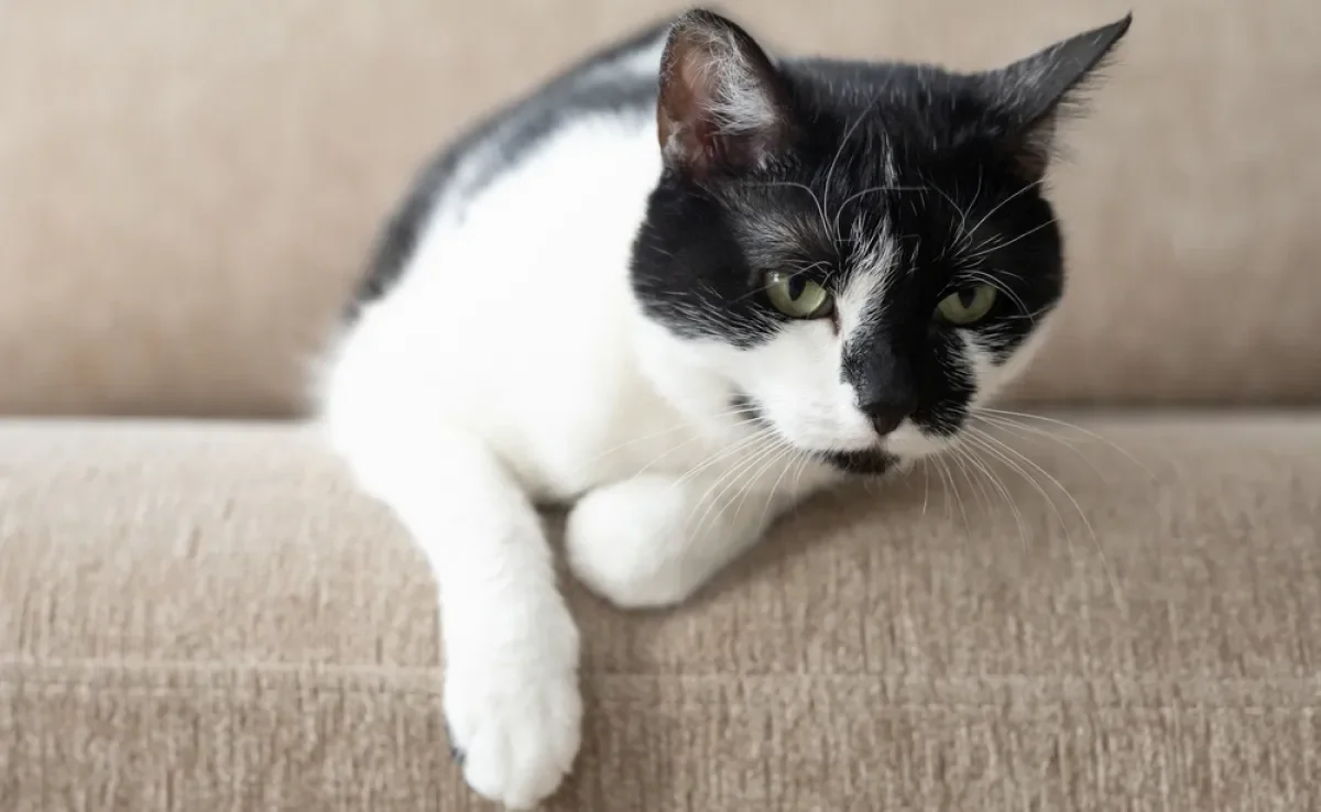 O gato solta pum, mas normalmente não é barulhento nem fedido