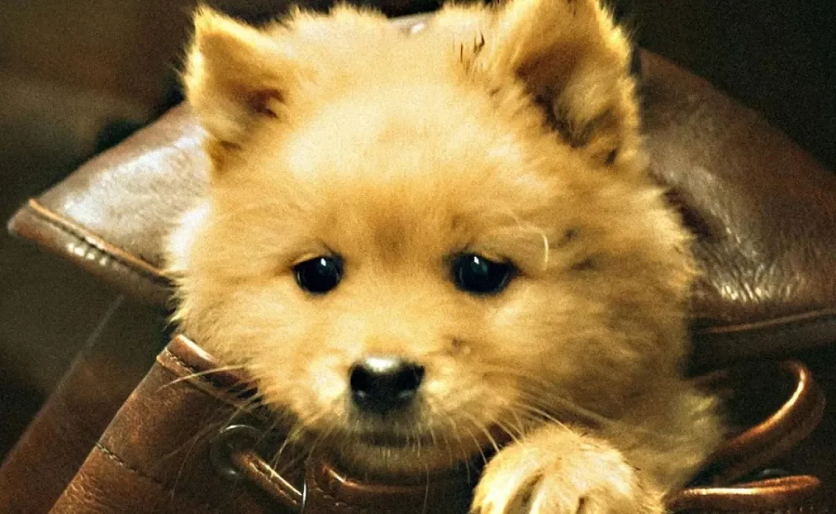 O novo filme 'Hachiko — Para Sempre' promete ser emocionante (Créditos: Divulgação)