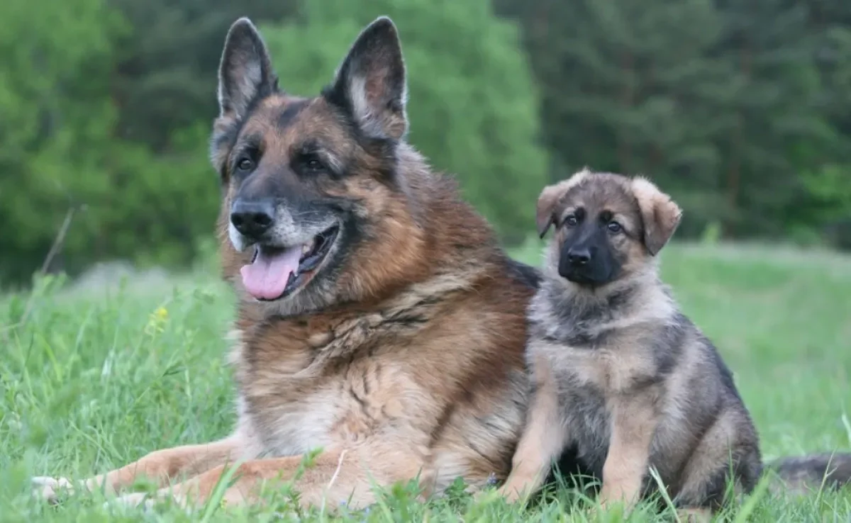 Calcular a idade de cachorro pode ser mais fácil se você seguir essas dicas