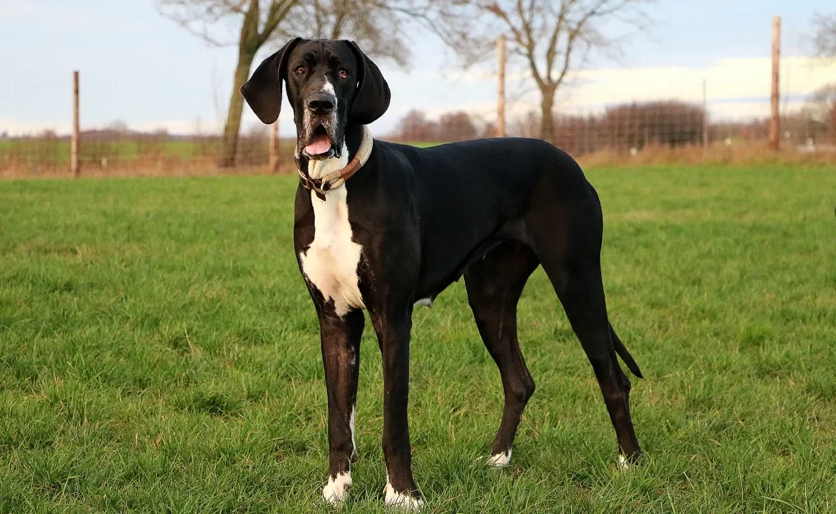 Descubra qual é a raça do maior cachorro do mundo