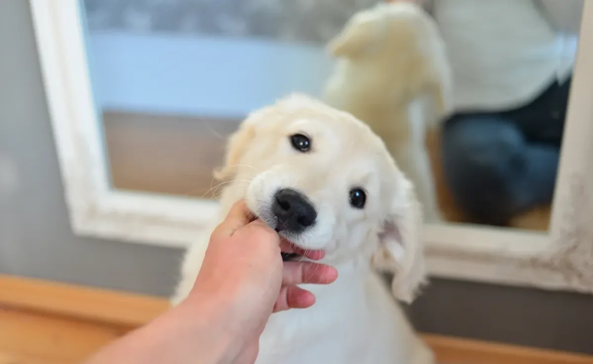 O filhote de cachorro mordendo a mão ou os móveis da casa é um comportamento comum 