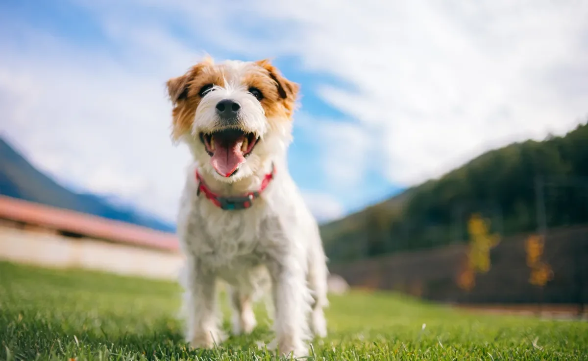 Os nomes para cachorro que começam com a letra A podem ser inspirados em personagens, comida e cantores