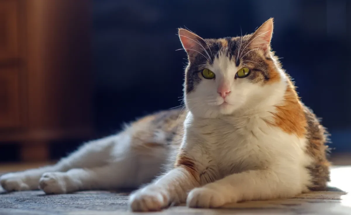 Mérida, Penelope e Maxxxine são excelentes nomes para gatos fêmeas 