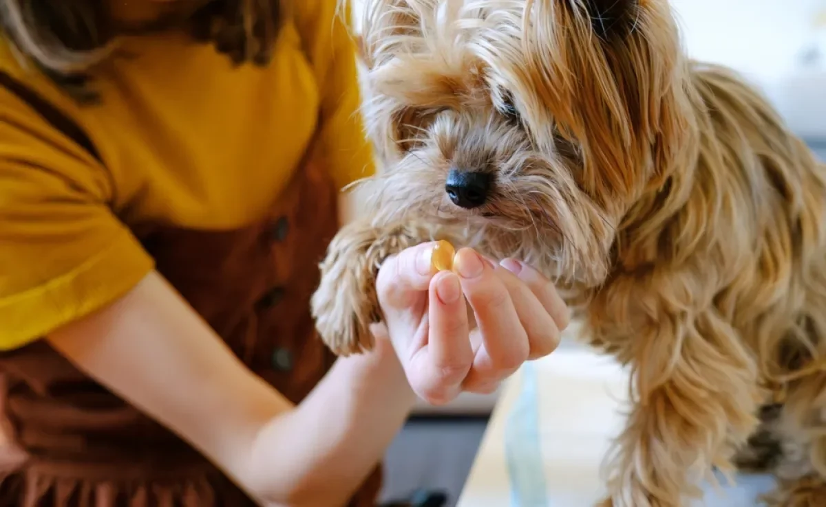 O ômega 3 para cachorro pode contribuir de diversas formas com a saúde do seu amigo de quatro patas