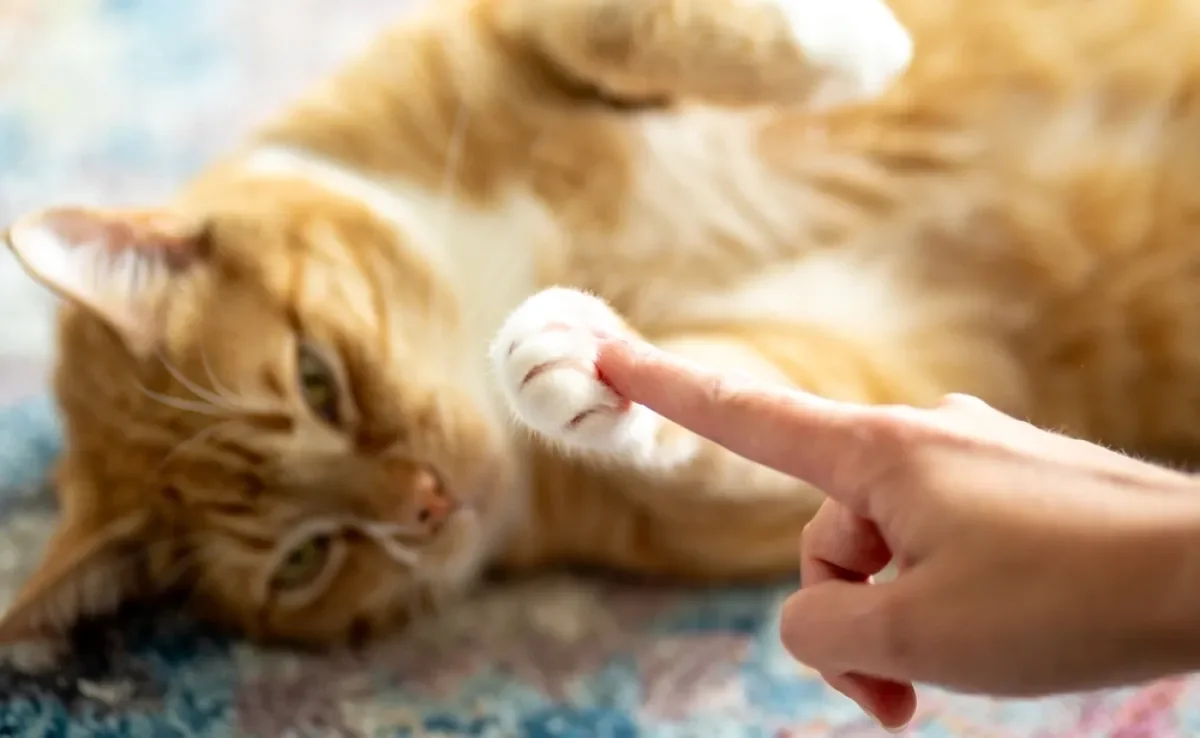 A pata de gato é cheia de funções importantes para a vida do felino