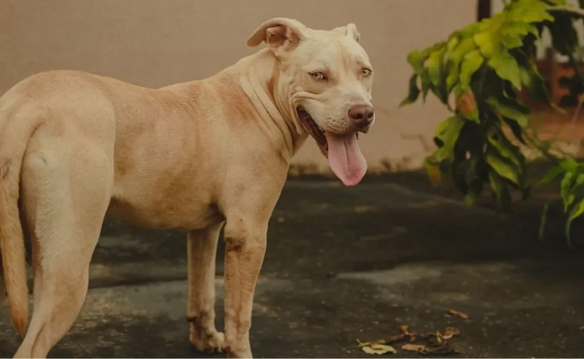 Filhotes de Pit Bull Monster - American Bully - Canil PitBully