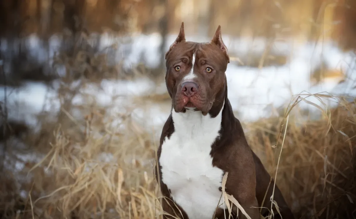 O Pitbull de orelha cortada é sinônimo de maus-tratos