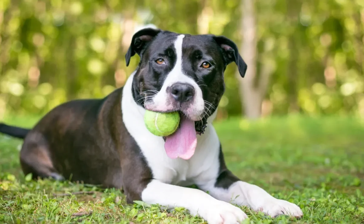 O motivo por que os cães adoram bolas de tênis tem a ver com os estímulos que o brinquedo proporciona