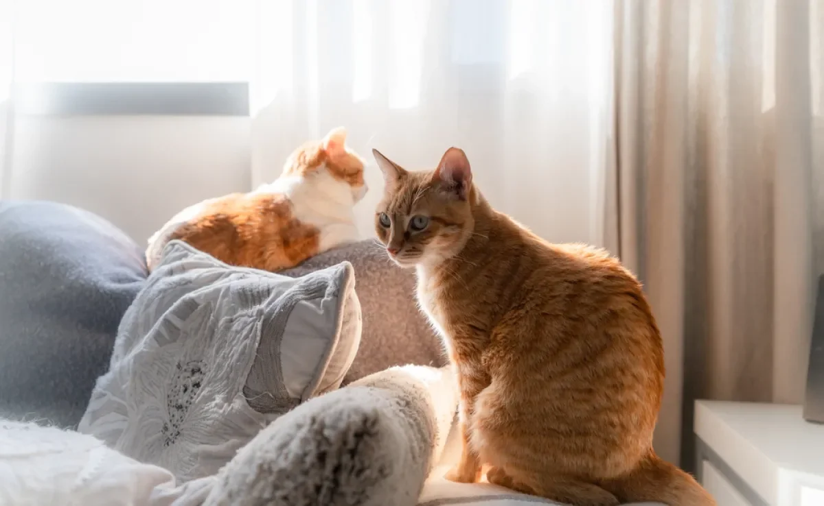 O tempo que um gato pode ficar sozinho vai depender de alguns fatores