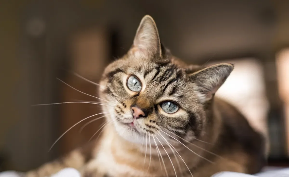 Quantos anos vive um gato vai depender dos cuidados que o animal recebe