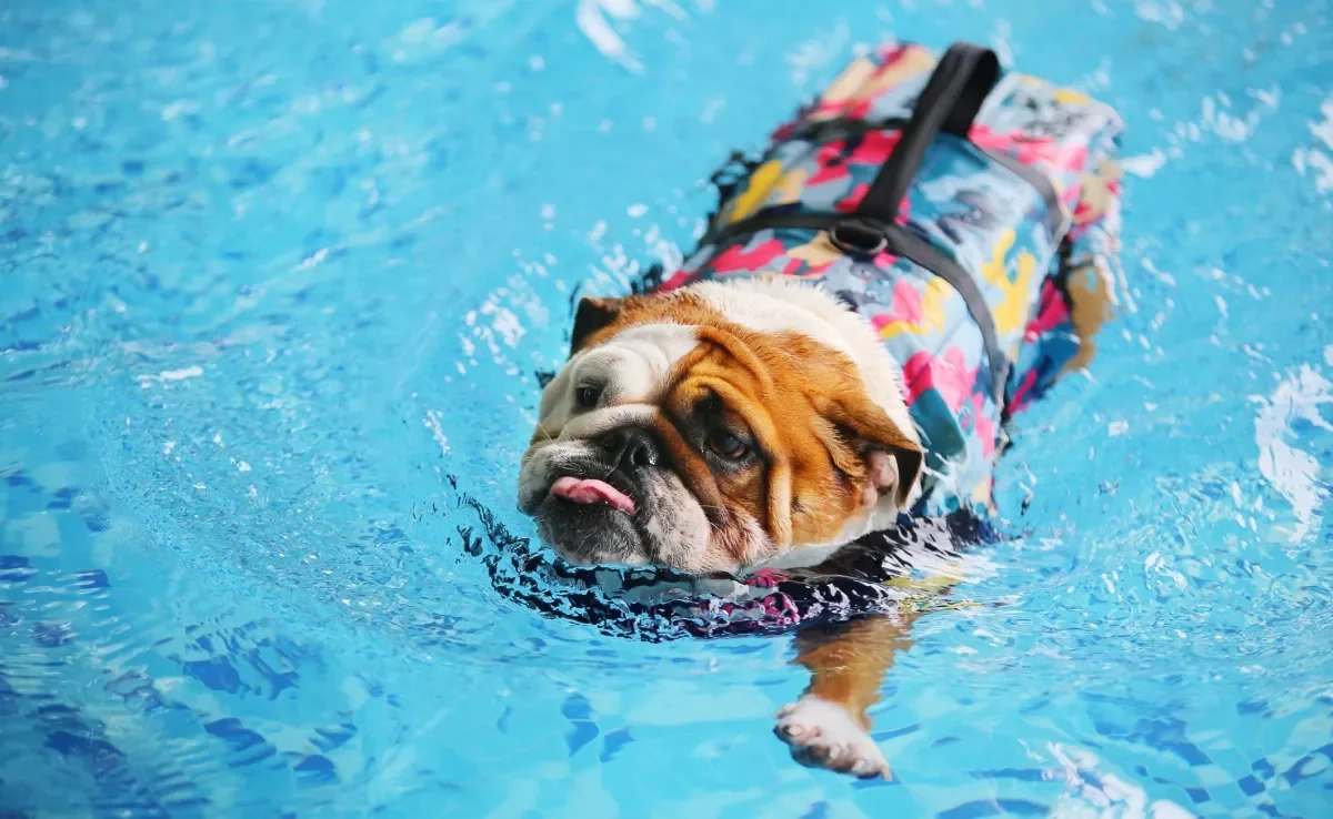 As raças de cachorro que precisam usar boia apresentam características físicas que limitam o movimento