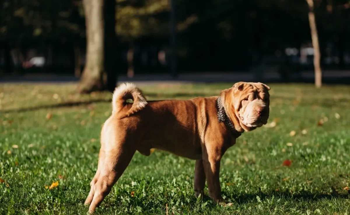 Descubra quais são as raças de cachorro que têm a saúde mais fragilizada