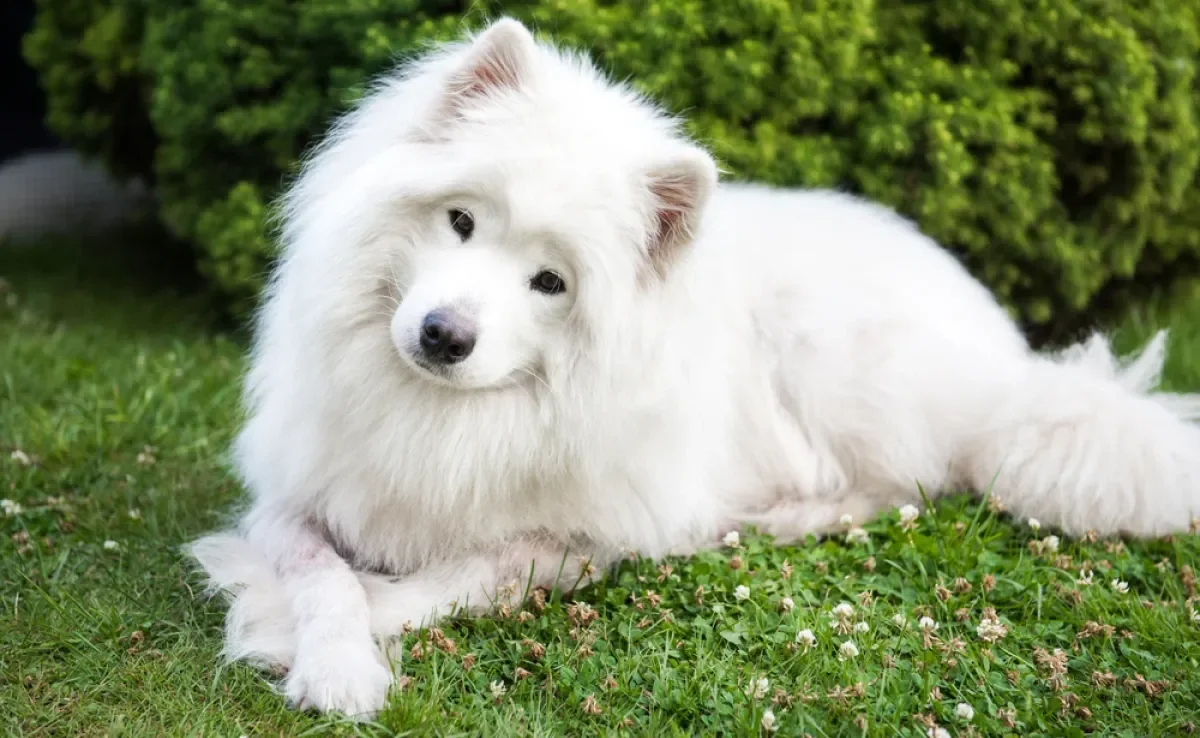 O Samoieda é um cachorro peludinho com personalidade gentil e amigável