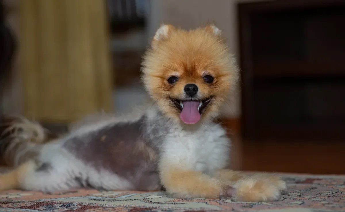 A sarna em cachorro provoca queda de pelo e manchas escuras pelo corpo