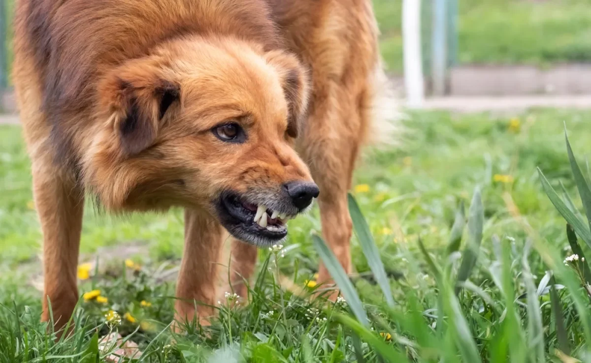 Se você sonhar com cachorro atacando ou mordendo, é importante saber o que isso significa