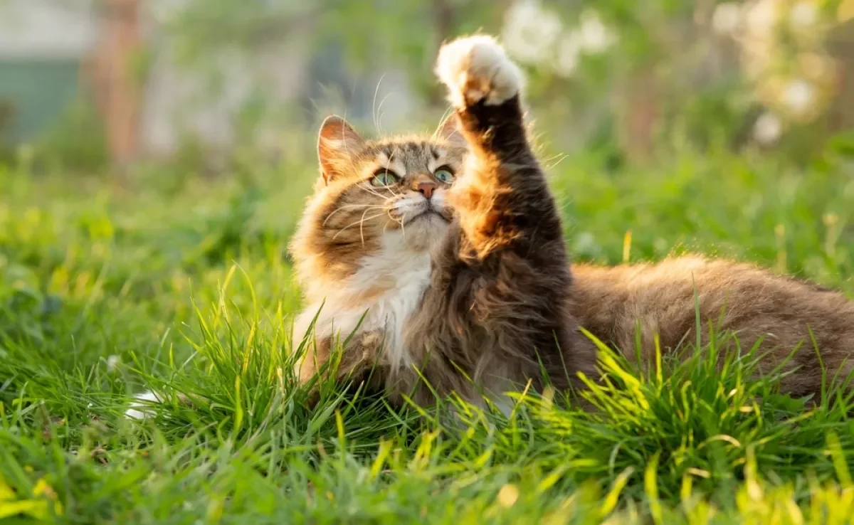 O significado de sonhar com gato vai depender de uma série de informações