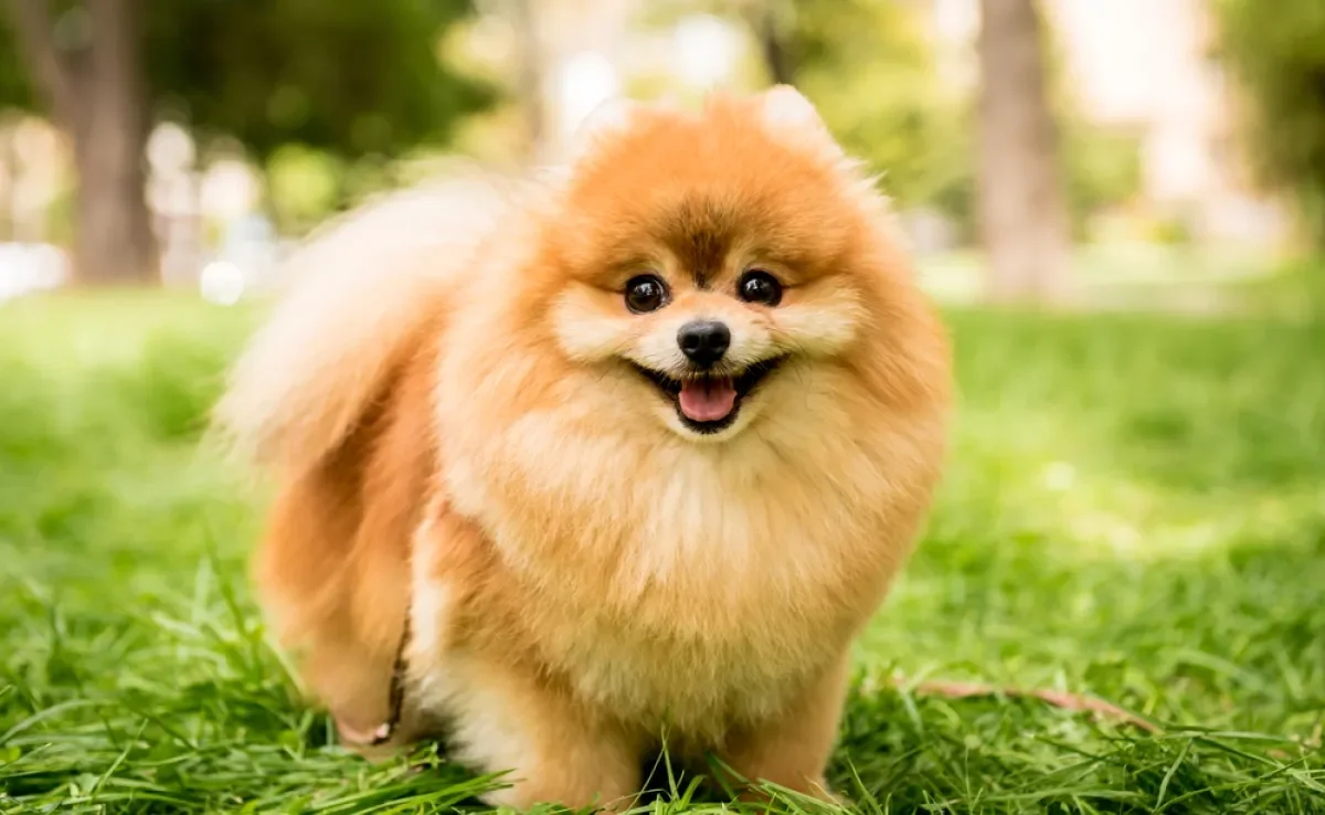 O menor tamanho do Spitz Alemão é a versão anã, que é muito fofa e destemida