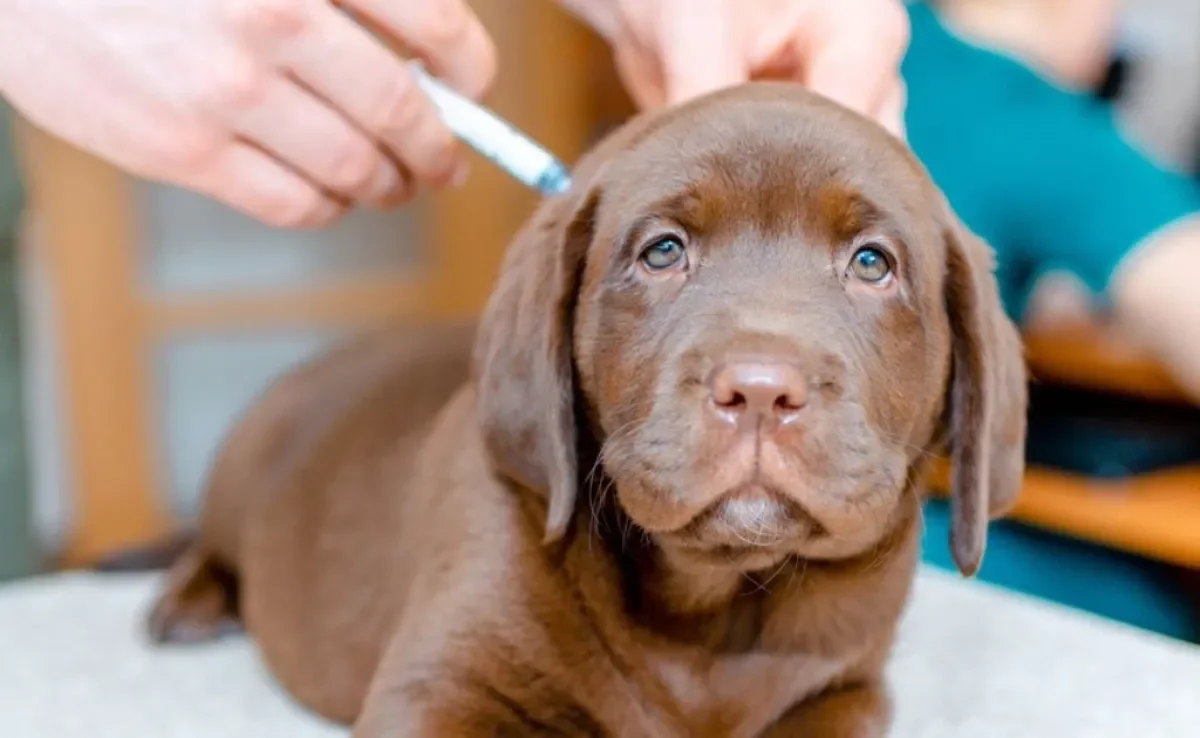 Aplicar a vacina em cachorro filhote deve ser uma das primeiras atitudes de qualquer tutor