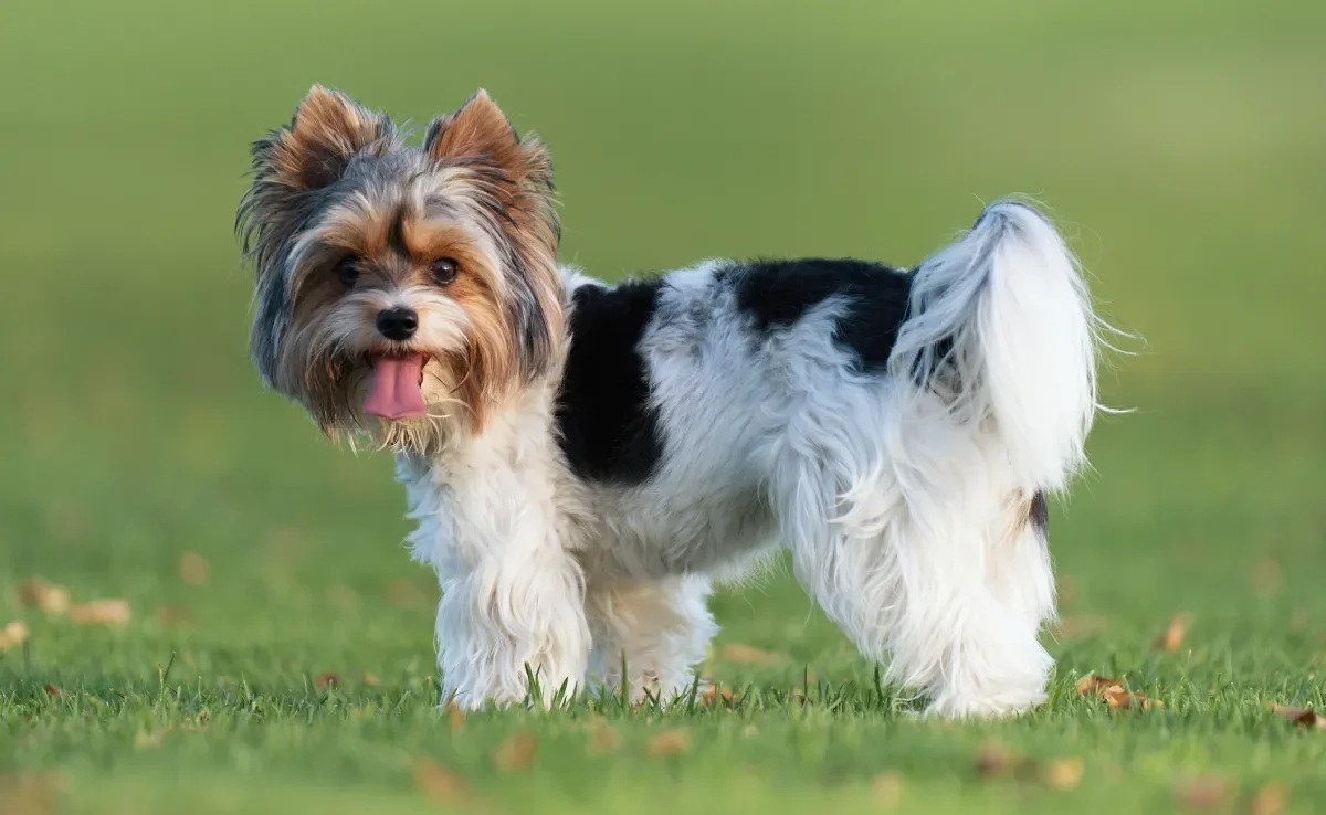 O Biewer Terrier é uma criada a partir do Yorkshire, e por essa razão, apresentam características muito semelhantes 