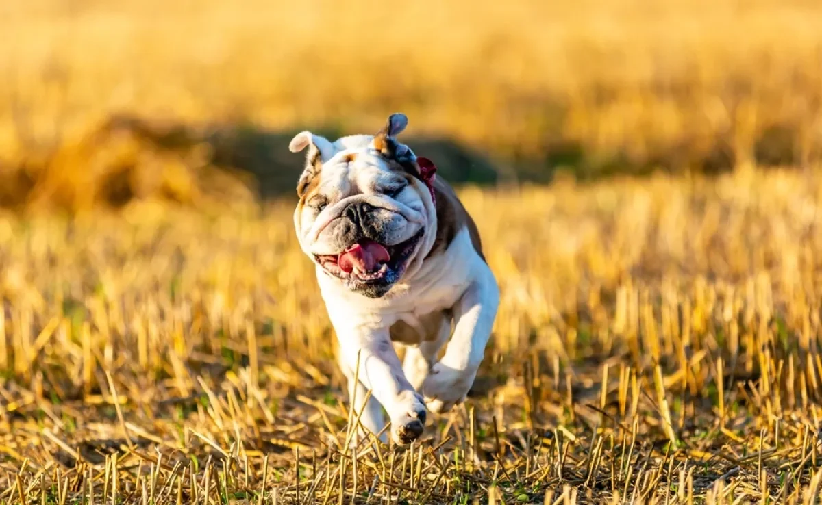 O Buldogue Inglês é um cãozinho de porte médio 