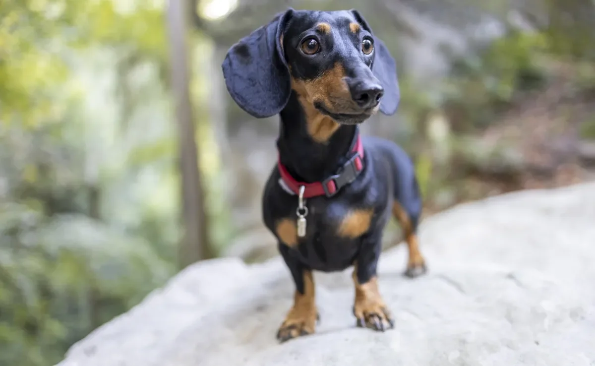 Confira quais são as 10 raças de cachorro com perna curta mais famosas