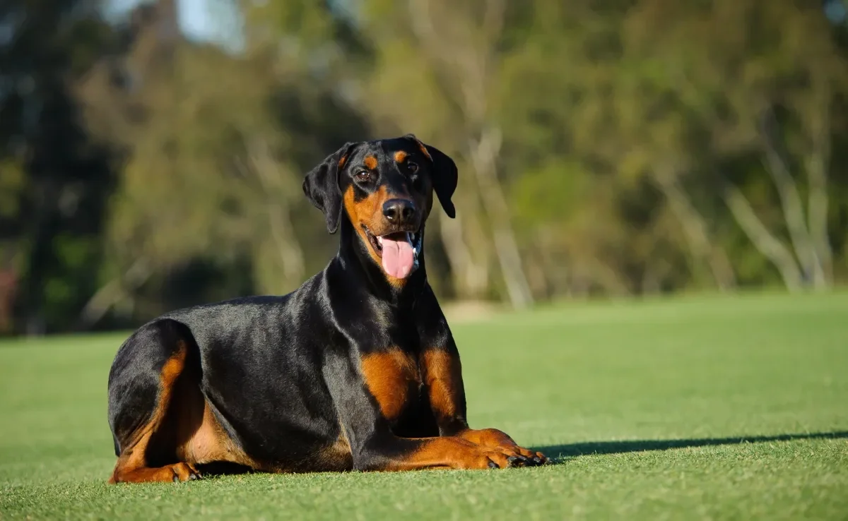 A orelha normal do Doberman não é em pé como a grande maioria imagina 