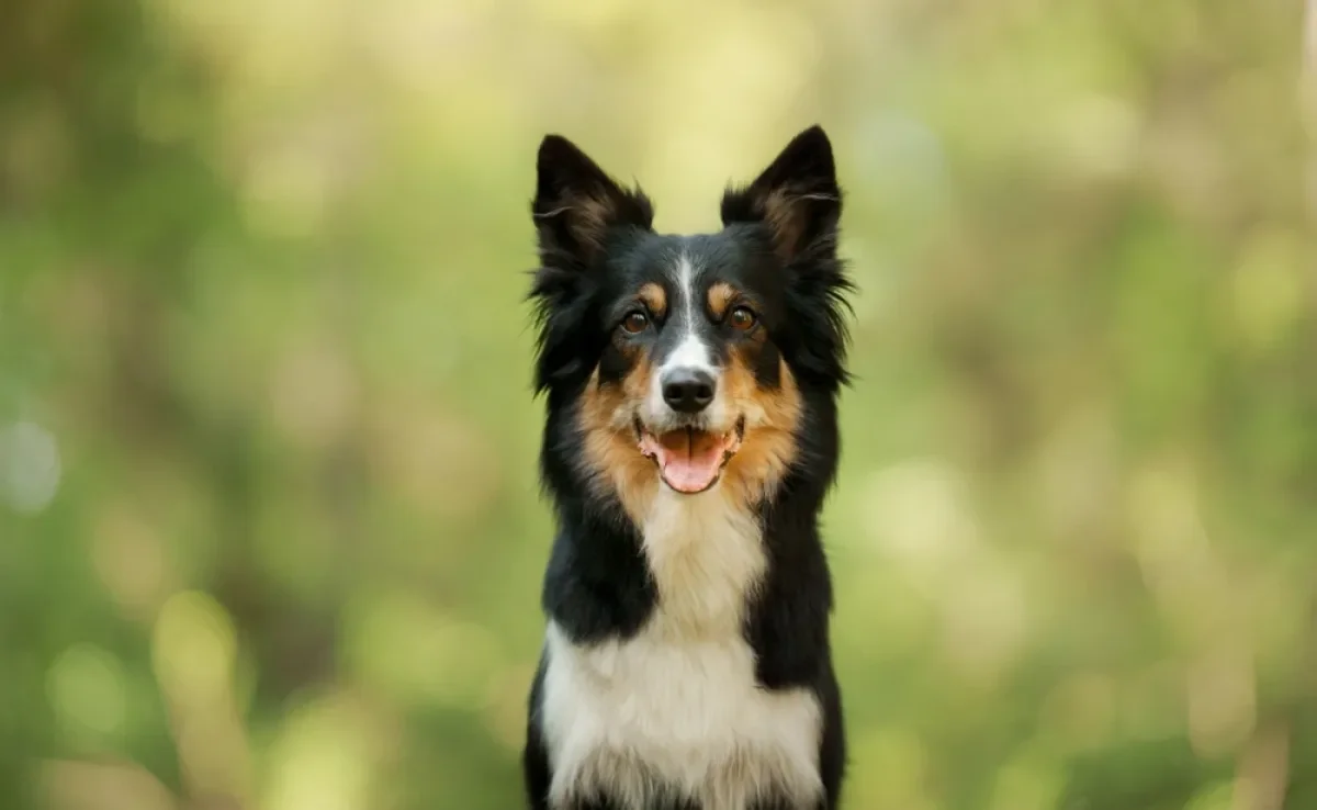 Os nomes fortes para cachorro são excelentes para os pets corajosos e imponentes