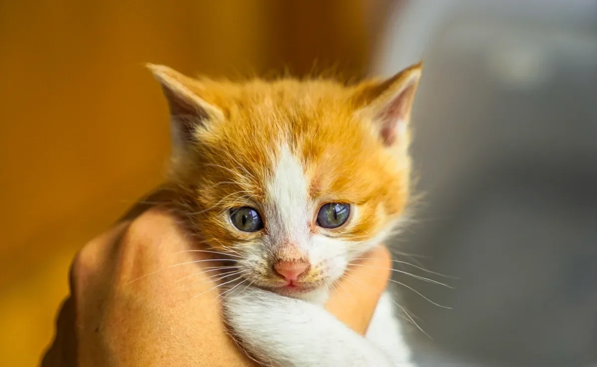 Descubra os significados de sonhar com gato filhote