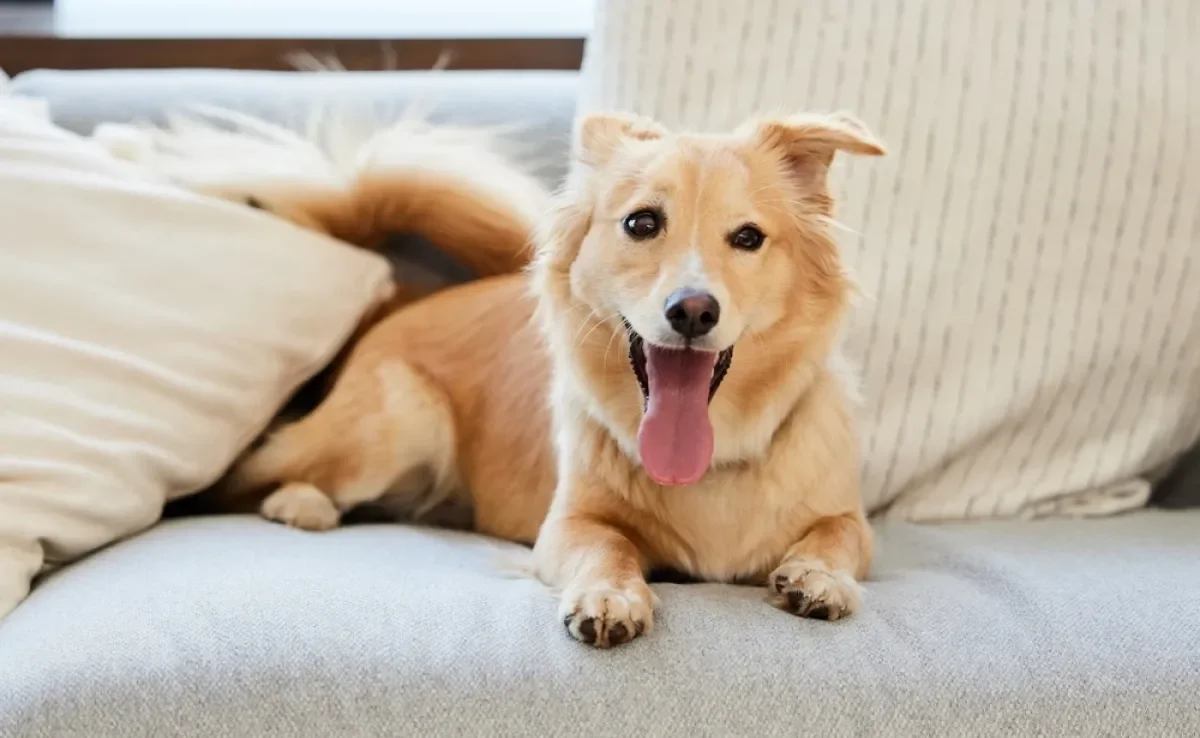 Veja algumas dicas para economizar antes de adotar um cachorro