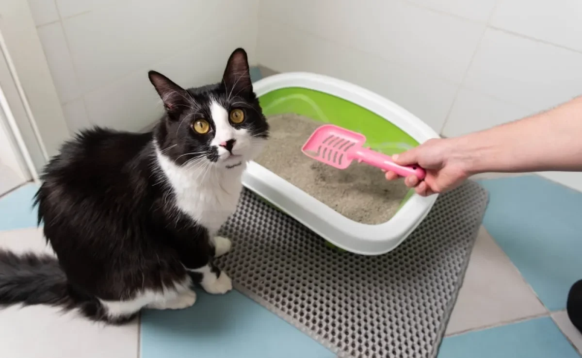 Para escolher a melhor areia para gato, é bom seguir algumas dicas