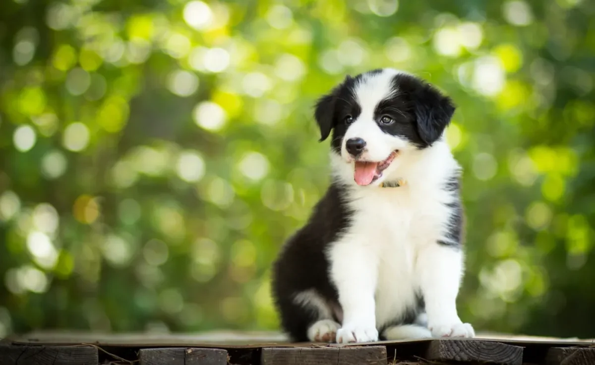 O preço do Border Collie filhote pode variar de acordo com alguns fatores