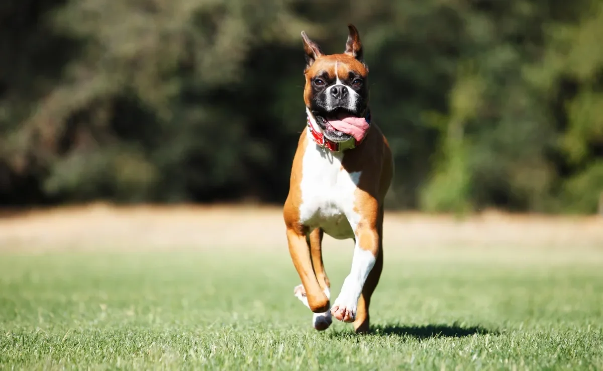 O cachorro Boxer é cheio de curiosidades interessantes