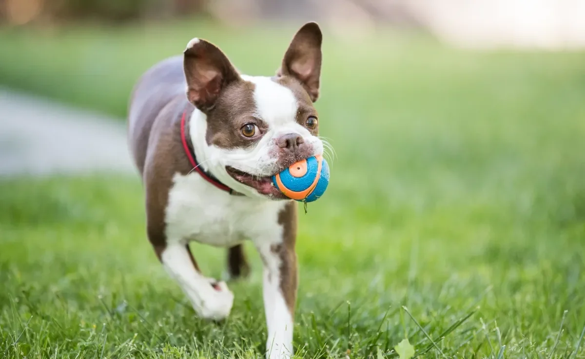 A bolinha é um dos brinquedos para cachorro mais populares que existe