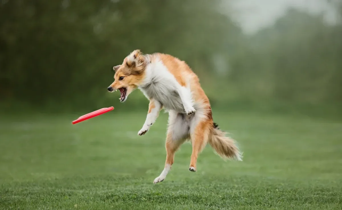 Veja quais são os brinquedos para cachorro indicados para treinamento 