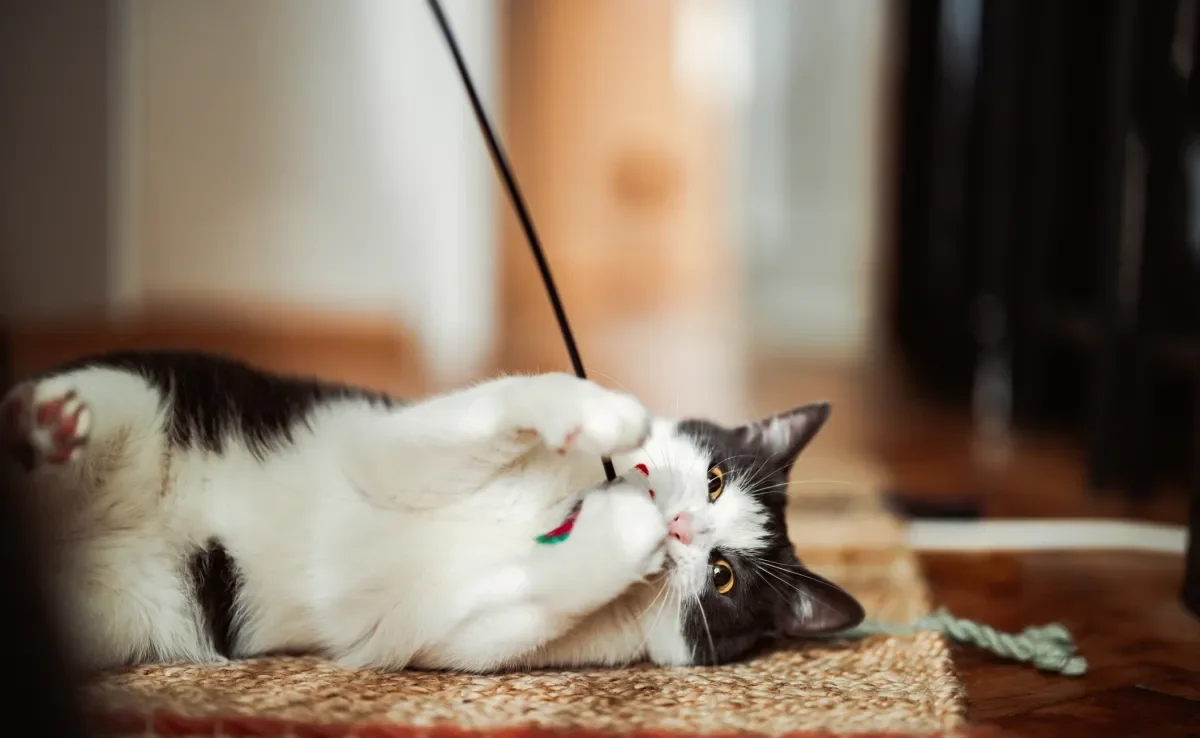 A variedade de brinquedos para gatos é enorme, e alguns acessórios se destacam no universo felino