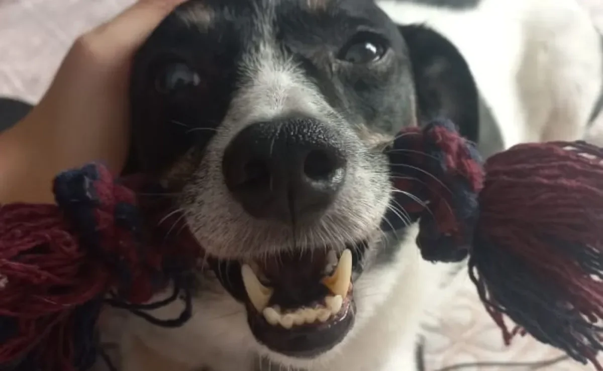 Alguns brinquedos para cachorro simplesmente têm o coração dos nossos peludos! (Foto: Arquivo Pessoal)