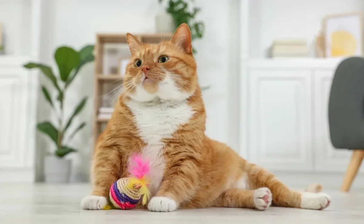 Há muitas opções de brinquedos para gatos que ajudam a exercitar o animal