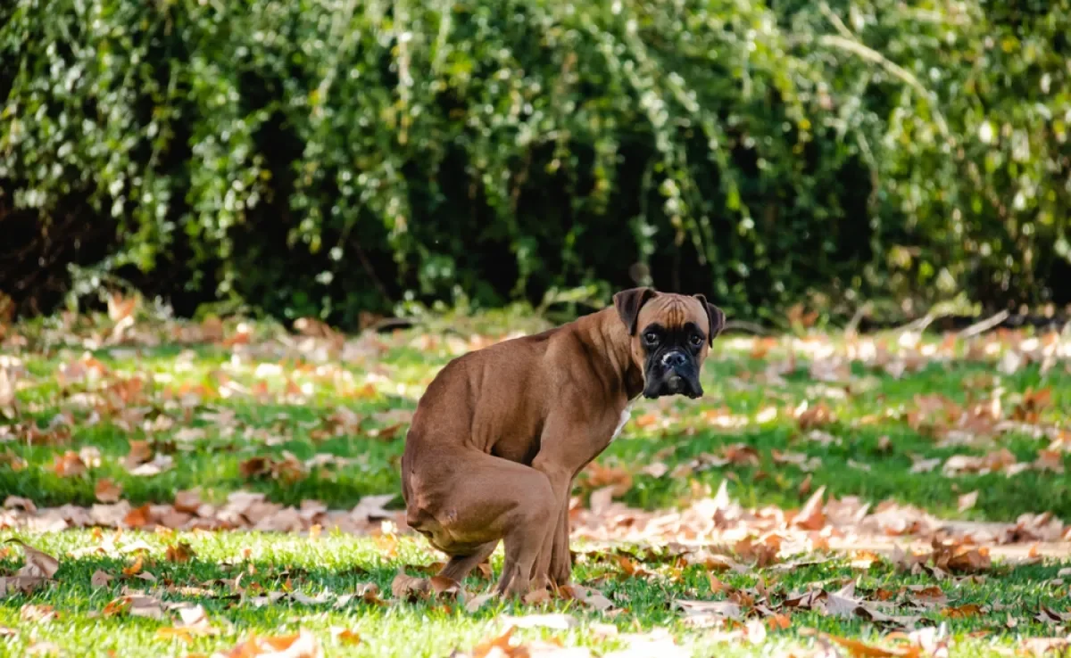 Confira as principais causas do cachorro com diarreia