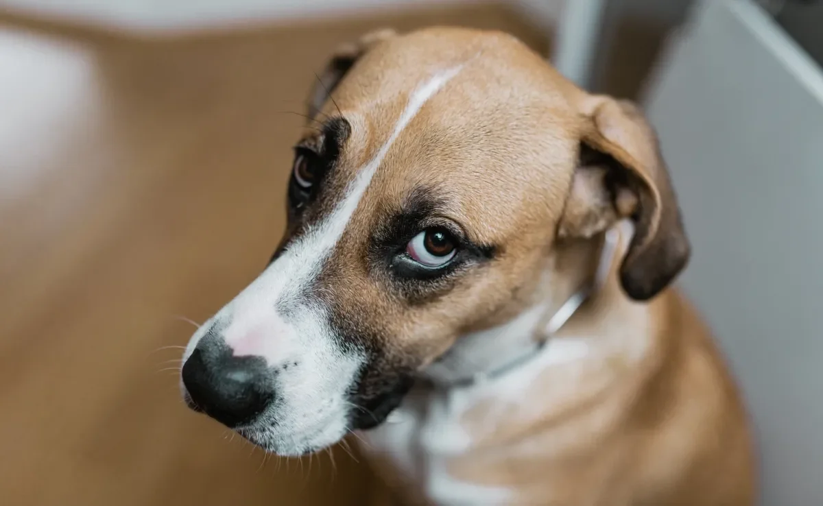 Cachorro tem dor de cabeça? Descubra se os peludos também sofrem com esse problema