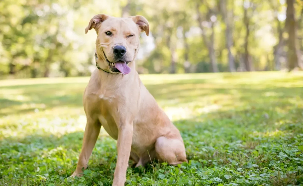 O cachorro vira-lata é dócil, brincalhão e amigável 