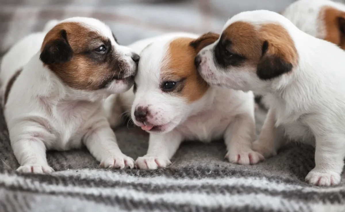 O cachorro filhote precisa de uma série de cuidados especiais nas primeiras semanas de vida