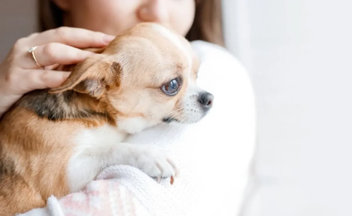 O cachorro pode vivenciar alguns 'sentimentos' que os humanos conhecem bem