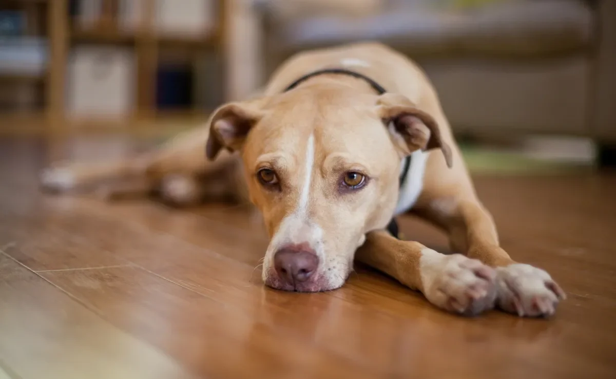 Conhecer as causas do câncer em cachorro pode ajudar a evitá-lo 