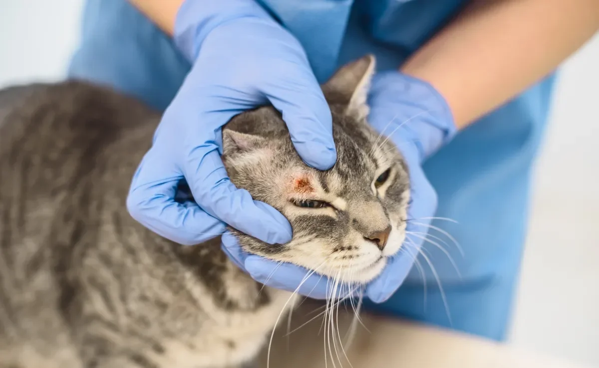 Existe mais de um tipo de câncer de pele em gatos