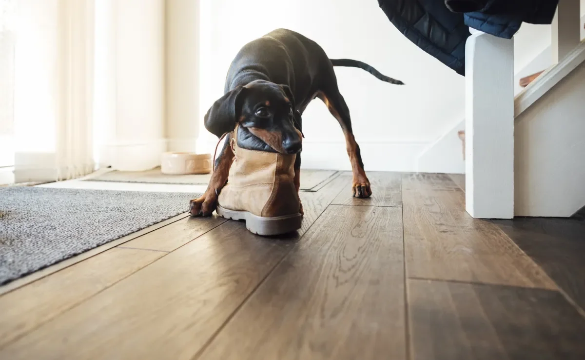 O comportamento canino de roubar objetos do tutor é muito comum